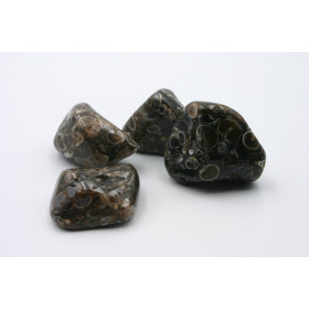 Agate Turitelle